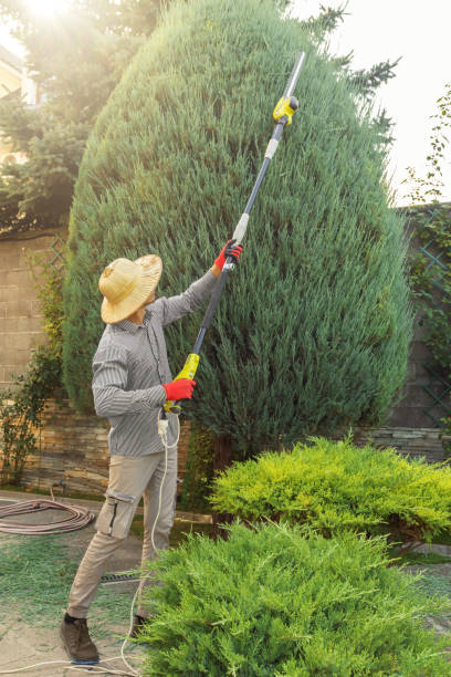 Best Lawn Pest Prevention  in Pacifi, CA